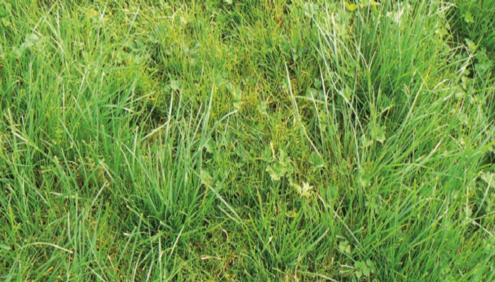 Grass sward surface in moderate condition
